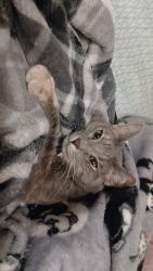 Lost Female Cat last seen Near e 64th place commerce city, Colorado, Commerce City, CO 80022