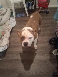 Reunited Male Dog last seen Near n Allen Ave Pasadena CA, Pasadena, CA 91106