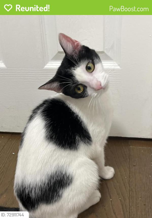 Reunited Female Cat last seen 89th Ave, Queens, NY 11421