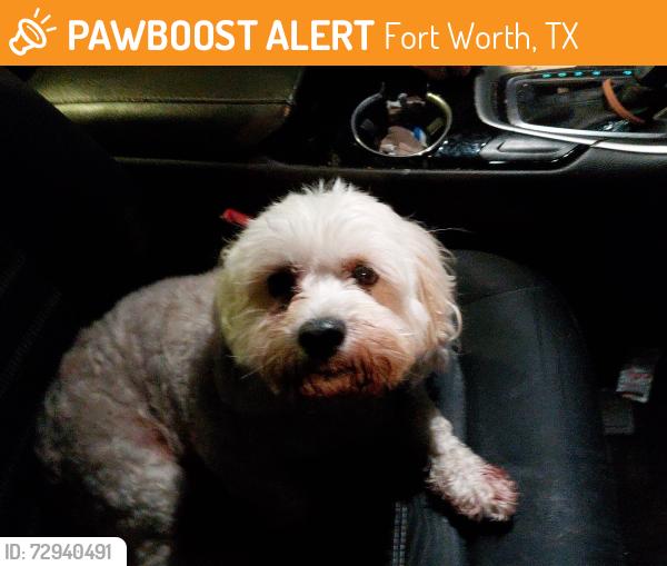 Found/Stray Male Dog last seen Creek meadow drive and Sycamore School rd, Fort Worth, TX 76133