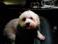 Found/Stray Male Dog last seen Creek meadow drive and Sycamore School rd, Fort Worth, TX 76133