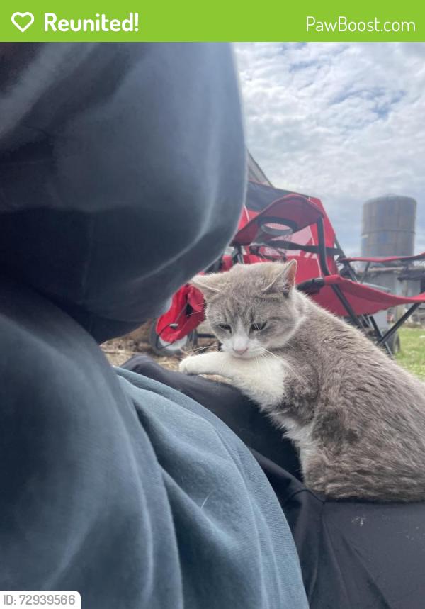 Reunited Male Cat last seen Circle Dr, Midway Rd, Chateau Terr/Harold Dr, Menasha, WI 54952