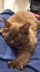 Lost Male Cat last seen La Booza, Punchbowl, NSW 2196