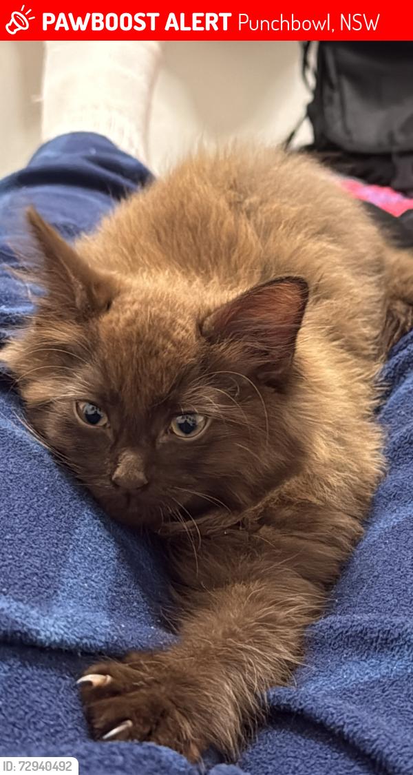 Lost Male Cat last seen La Booza, Punchbowl, NSW 2196