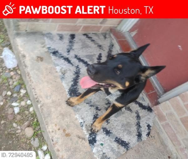 Lost Male Dog last seen Parker and Bauman , Houston, TX 77093