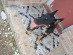 Lost Male Dog last seen Parker and Bauman , Houston, TX 77093