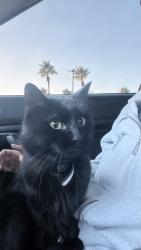 Lost Male Cat last seen BRUCE, OWENS, North Las Vegas, NV 89030