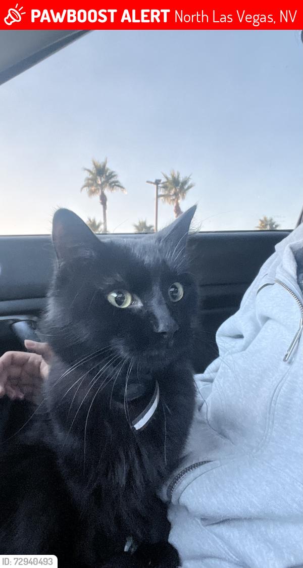 Lost Male Cat last seen BRUCE, OWENS, North Las Vegas, NV 89030