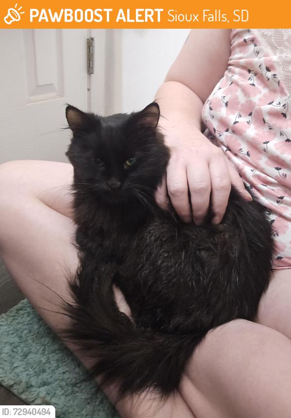 Found/Stray Female Cat last seen N Elmwood Ave & W 2nd St, Sioux Falls, SD 57104