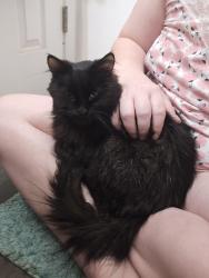 Found/Stray Female Cat last seen N Elmwood Ave & W 2nd St, Sioux Falls, SD 57104