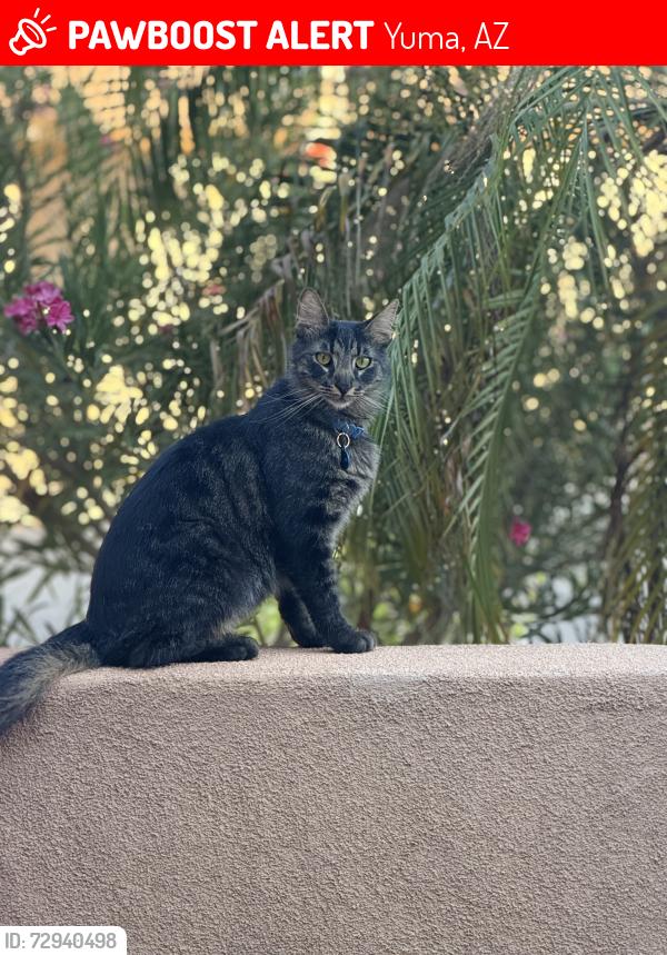 Lost Male Cat last seen Arroyo de fortuna cerca de los bomberos pero cerca de desierto , Yuma, AZ 85367