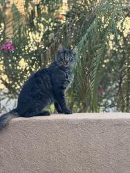 Lost Male Cat last seen Arroyo de fortuna cerca de los bomberos pero cerca de desierto , Yuma, AZ 85367