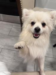 Lost Male Dog last seen 93rd, Federal Heights, CO 80260