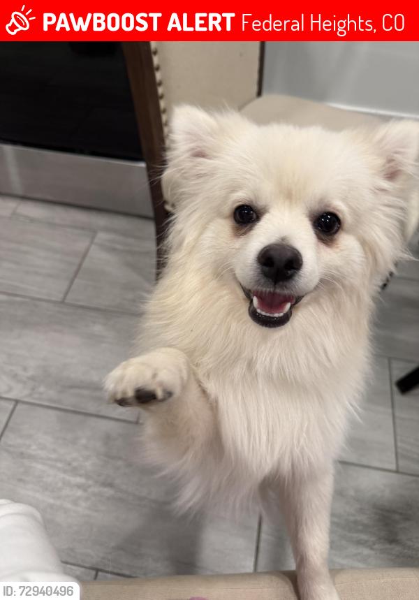 Lost Male Dog last seen 93rd, Federal Heights, CO 80260