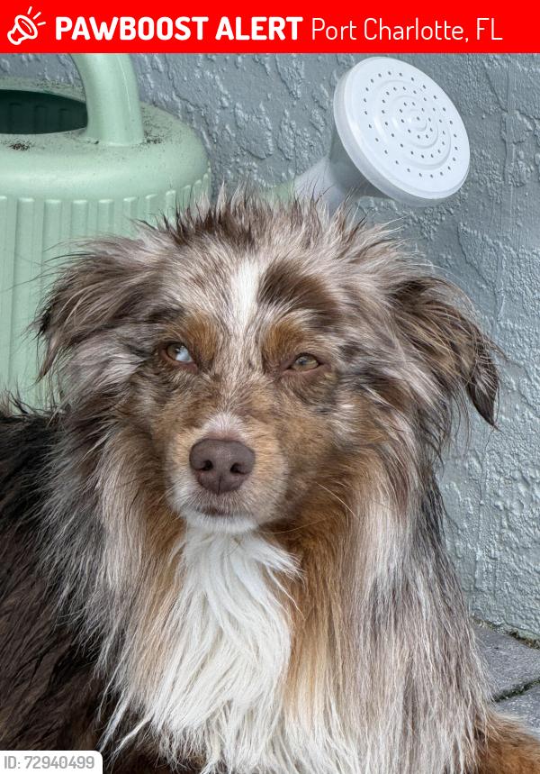 Lost Male Dog last seen Barre Dr NW and Harbor View Dr, Port Charlotte, FL 33952