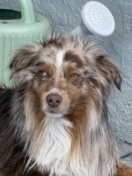 Lost Male Dog last seen Barre Dr NW and Harbor View Dr, Port Charlotte, FL 33952
