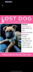 Lost Female Dog last seen Planz new stine, Bakersfield, CA 93309