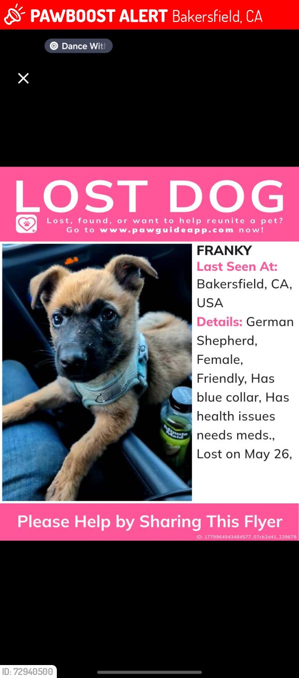 Lost Female Dog last seen Planz new stine, Bakersfield, CA 93309