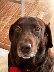 Lost Male Dog last seen Coleman & Hoey ave, Frederica, DE 19946