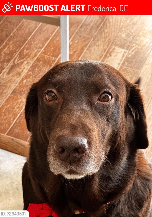 Lost Male Dog last seen Coleman & Hoey ave, Frederica, DE 19946