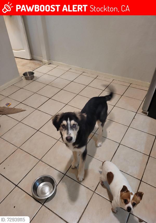 Lost Male Dog last seen El Dorado & Church St , Stockton, CA 95203