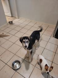 Lost Male Dog last seen El Dorado & Church St , Stockton, CA 95203