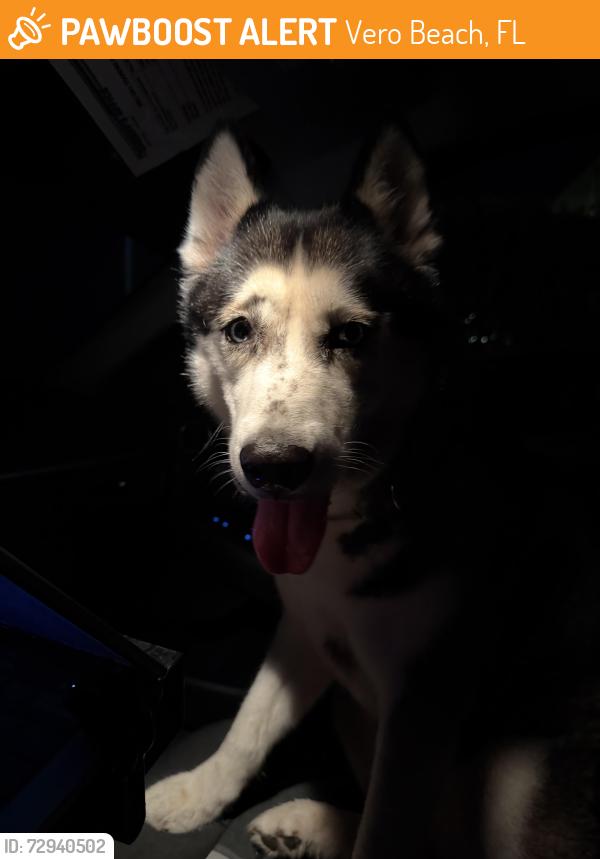 Found/Stray Female Dog last seen 16th st vero, Vero Beach, FL 32961