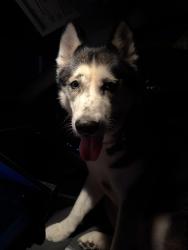 Found/Stray Female Dog last seen 16th st vero, Vero Beach, FL 32961