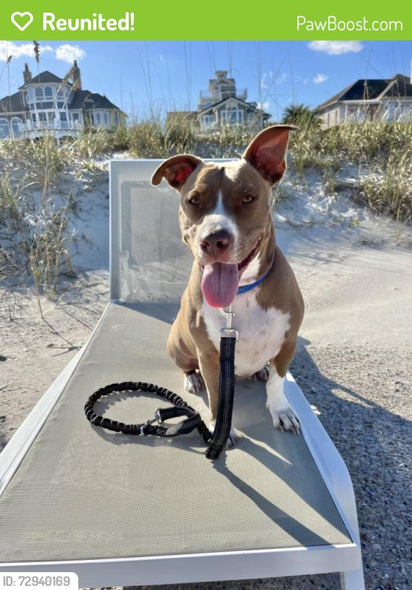 Reunited Male Dog last seen Near Song Sparrow Drive and King Rail Ln, nearby forest/small woodland patch, Middleburg, FL 32068