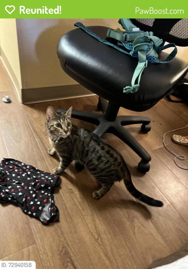 Reunited Female Cat last seen Glennetta and buena vista st, Lake Elsinore, CA 92530