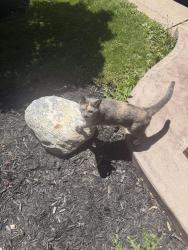 Found/Stray Unknown Cat last seen Jalna and Ashley , London, ON N6E 3P7