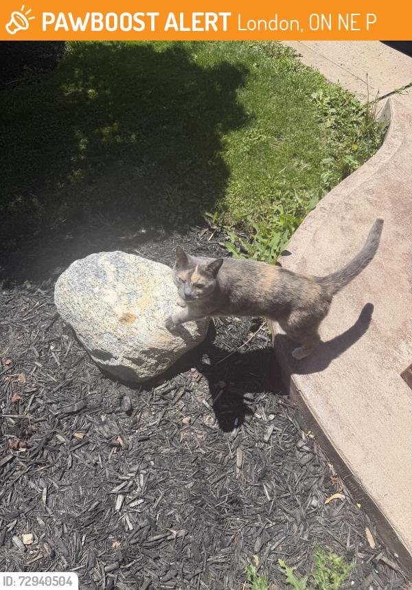 Found/Stray Unknown Cat last seen Jalna and Ashley, London, ON N6E 3P7