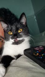 Lost Female Cat last seen New Cross hosp , West Midlands, England 