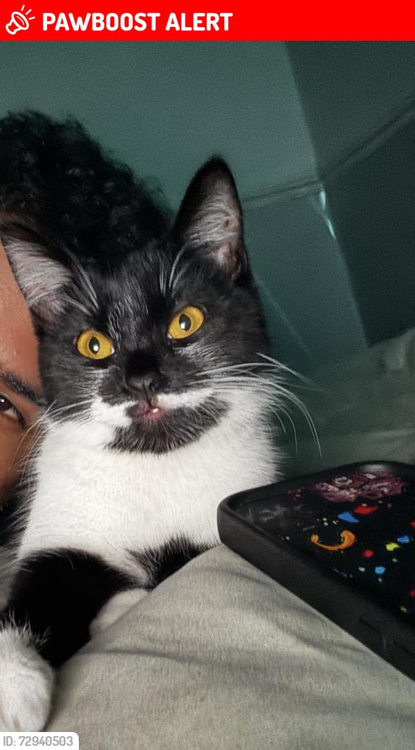 Lost Female Cat last seen New Cross hosp , West Midlands, England 
