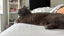 Reunited Male Cat last seen Maldon Road , Southampton, England SO19
