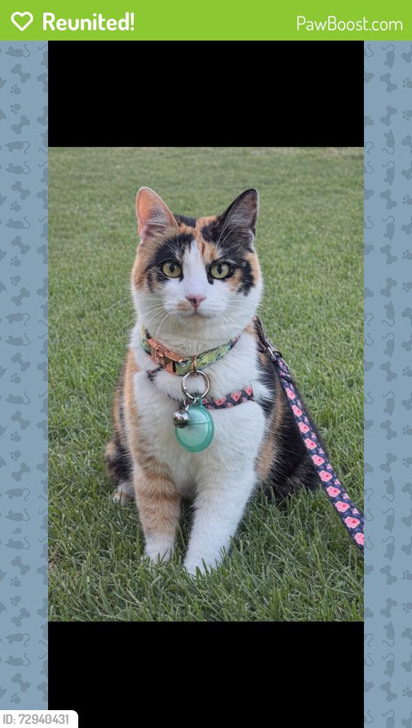 Reunited Female Cat last seen Rangeview St, Spring Valley , Spring Valley, CA 91977