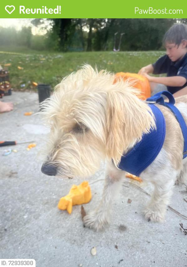 Reunited Male Dog last seen Nalle grade , North Fort Myers, FL 33917