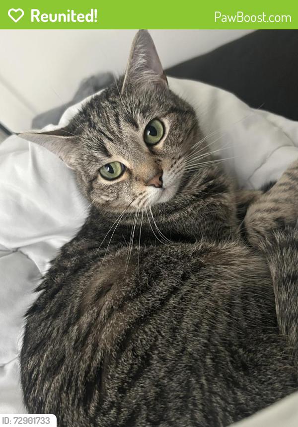 Reunited Female Cat last seen Exbury ct, Charlotte NC 28269, Charlotte, NC 28269