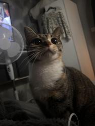 Lost Female Cat last seen at home , Greater London, England RM6 5NX