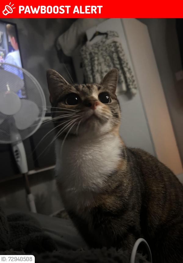Lost Female Cat last seen at home, Greater London, England RM6 5NX
