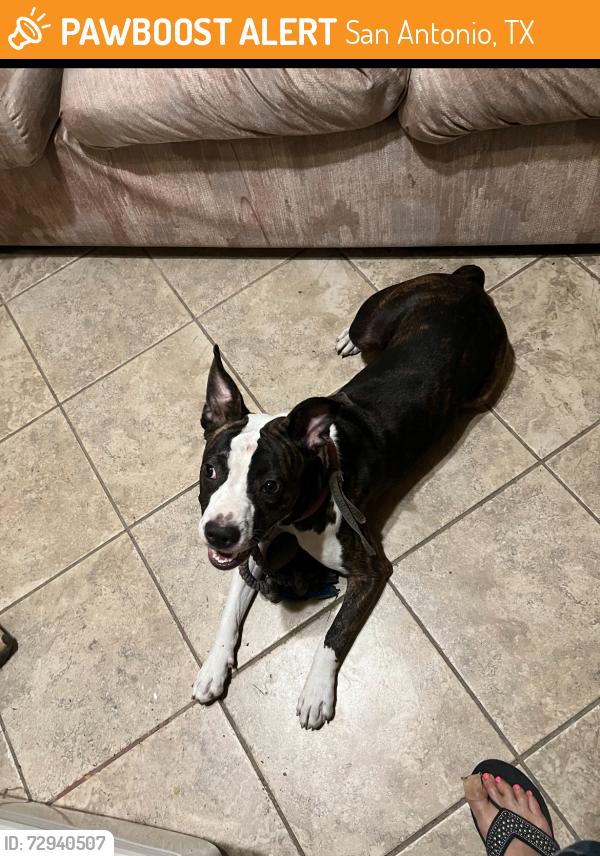 Found/Stray Female Dog last seen Steves Avenue, San Antonio, TX 78210