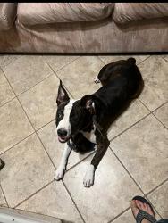 Found/Stray Female Dog last seen Steves Avenue, San Antonio, TX 78210
