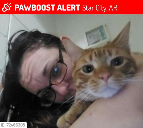 Lost Male Cat last seen Gaslight Lane Star City, AR, Star City, AR 71667