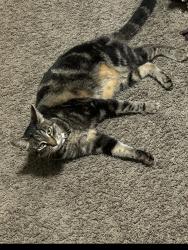 Reunited Female Cat last seen Smeed/Hewitt, Caldwell, ID 83605