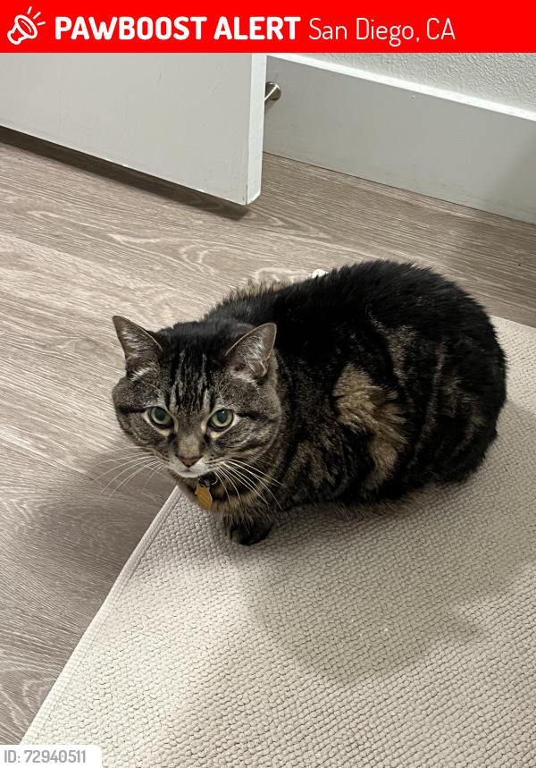 Lost Male Cat last seen Near 60th St San Diego 92115, San Diego, CA 92115