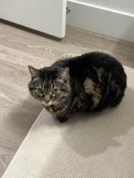 Lost Male Cat last seen Near 60th St San Diego 92115, San Diego, CA 92115