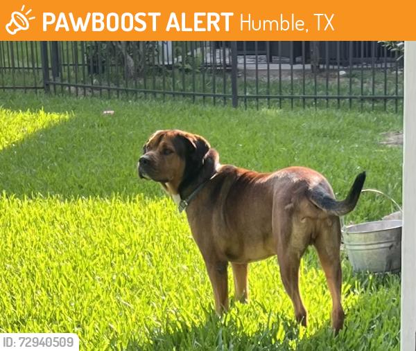 Found/Stray Male Dog last seen At The Humble hse in the back yard, Humble, TX 77338