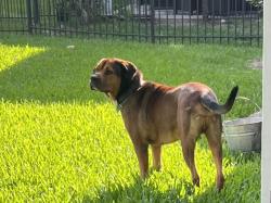 Found/Stray Male Dog last seen At The Humble hse in the back yard, Humble, TX 77338