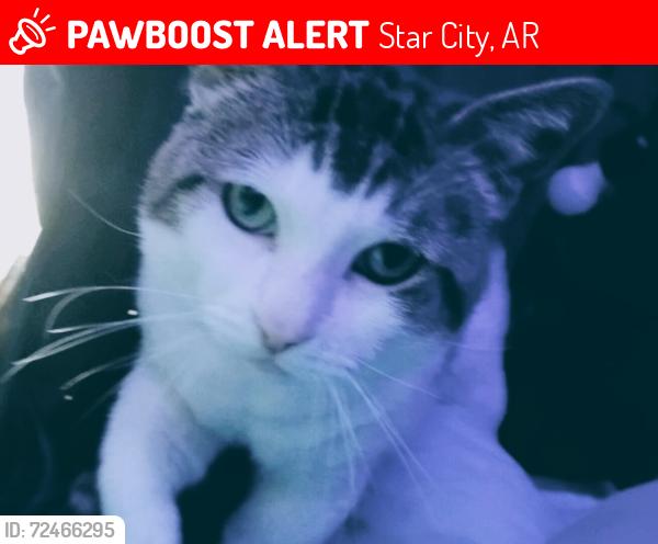 Lost Male Cat last seen Gaslight Lane Star City, AR, Star City, AR 71667