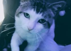 Lost Male Cat last seen Gaslight Lane Star City, AR, Star City, AR 71667